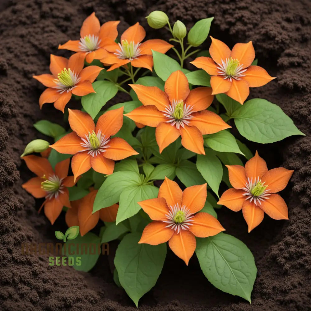 Clematis Flower Seeds In Vibrant Orange Add A Splash Of Color To Your Garden Climbers