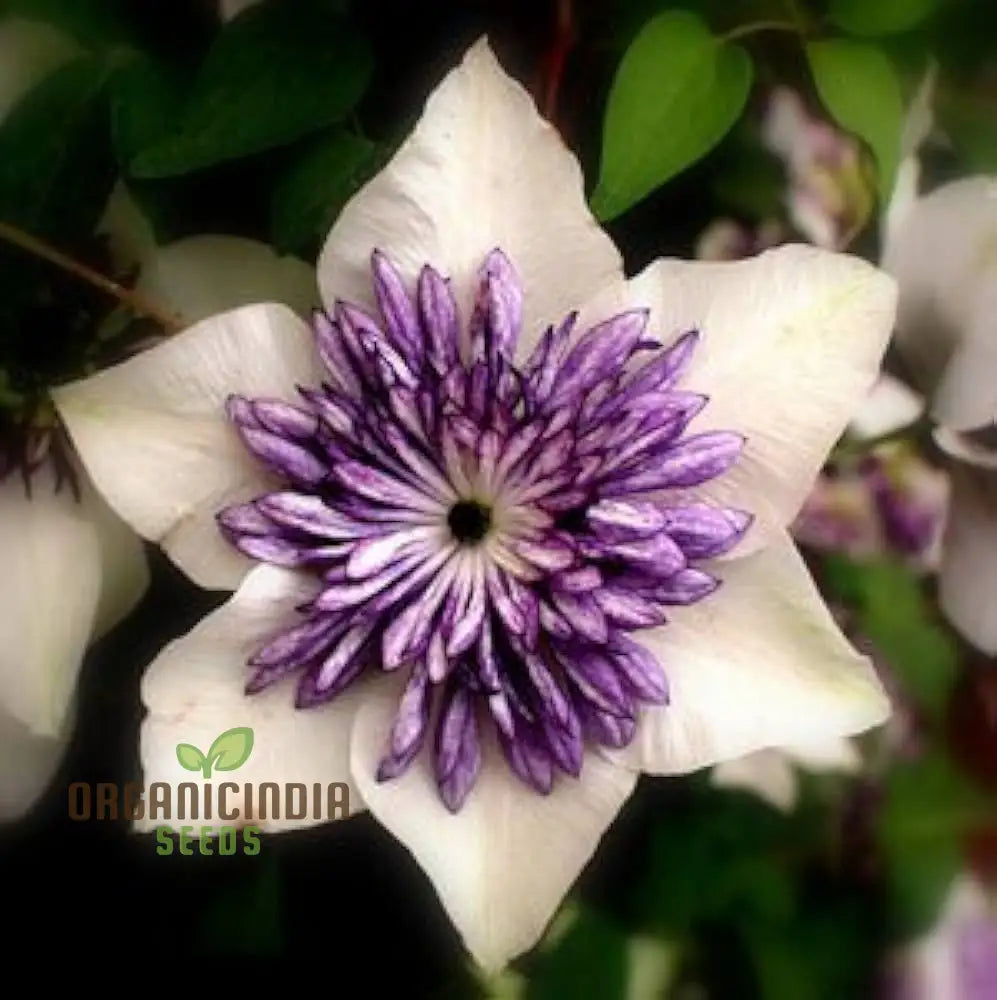 Clematis Flower Seeds Mix For Planting - 100 Pcs Seeds