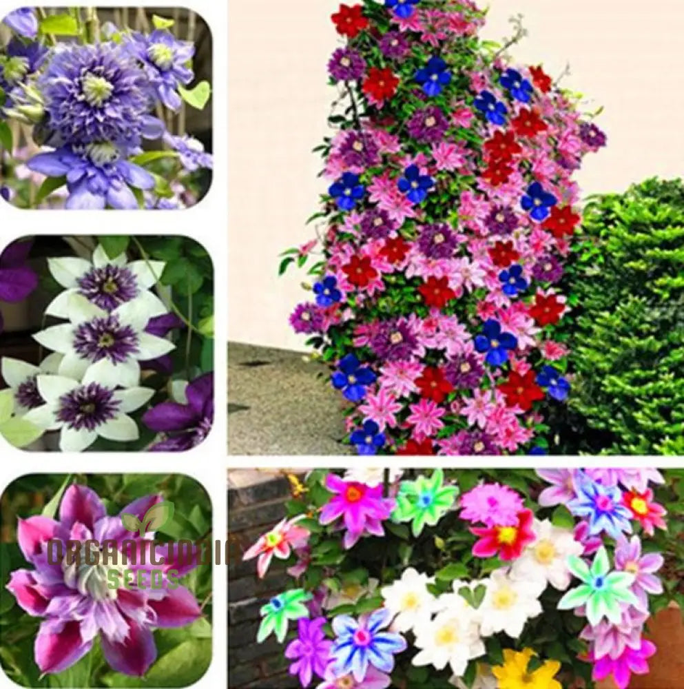 Clematis Flower Seeds Mix For Planting - 100 Pcs Seeds