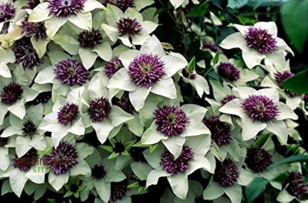 Clematis Flower Seeds Mix For Planting - 100 Pcs Seeds