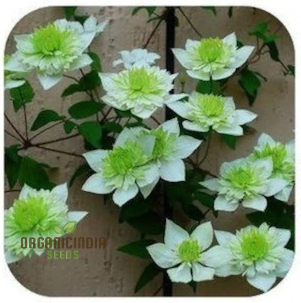 Clematis Flowers Mix Seeds - Gardening Plant 30 Seeds/Bag Color14