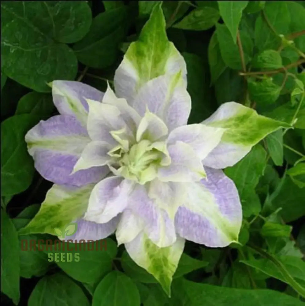 Clematis Flowers Mix Seeds - Gardening Plant 30 Seeds/Bag Color14