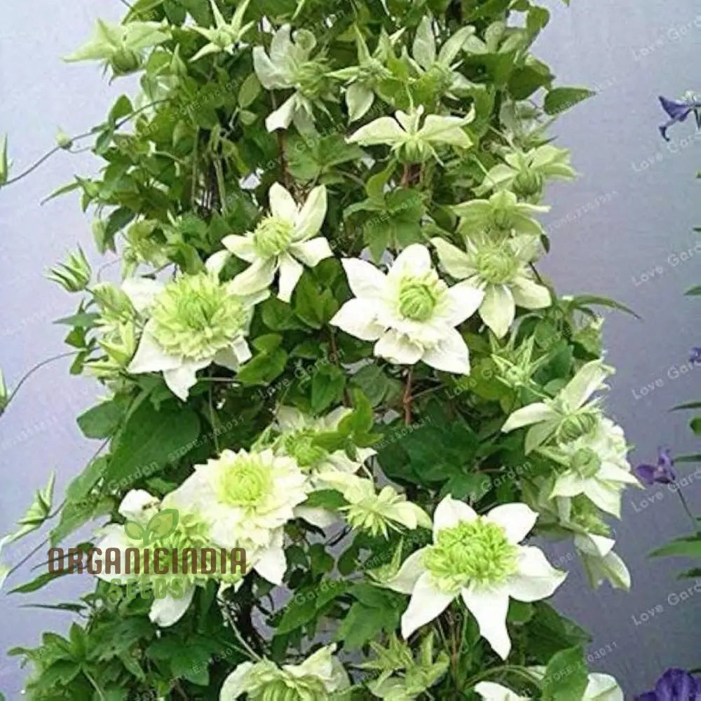 Clematis Flowers Mix Seeds - Gardening Plant 30 Seeds/Bag Color14