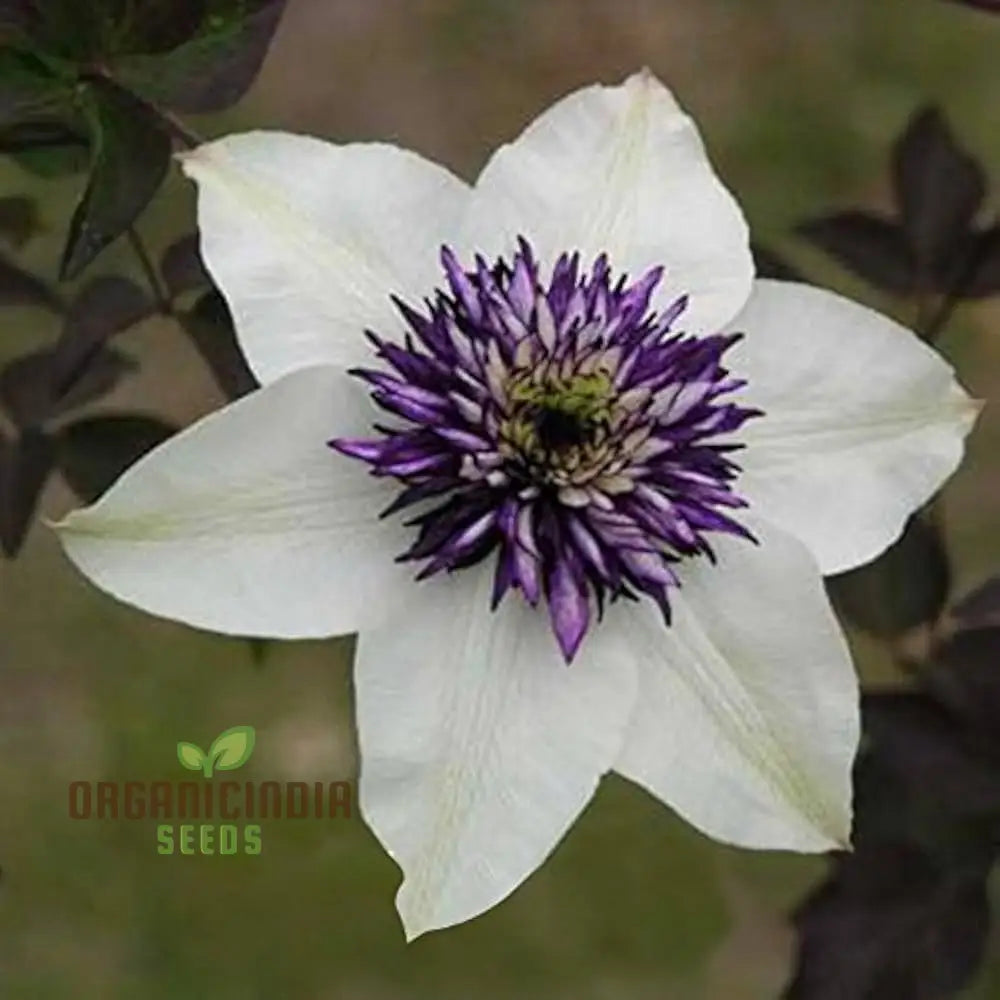 Clematis Hybridas Flower Seeds For Planting 100 Pcs Seeds