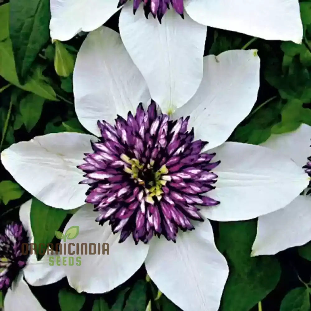 Clematis Hybridas Flower Seeds For Planting 100 Pcs Seeds