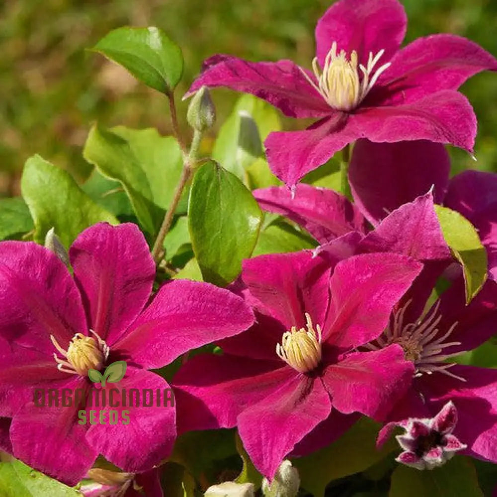 Clematis â€™Magenta Silkâ€™ Flower Seeds For Planting Premium Quality Gardening Seeds