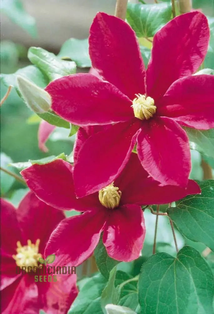 Clematis â€™Magenta Silkâ€™ Flower Seeds For Planting Premium Quality Gardening Seeds