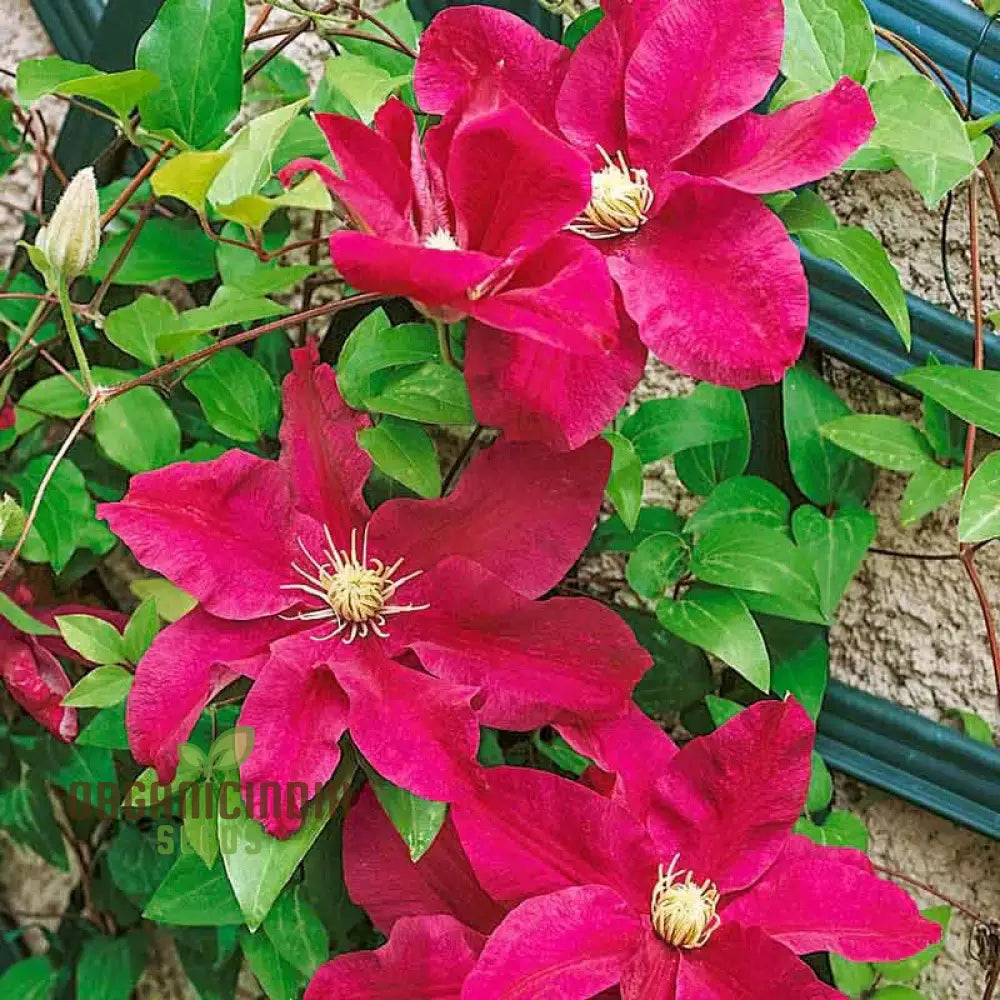 Clematis â€™Magenta Silkâ€™ Flower Seeds For Planting Premium Quality Gardening Seeds