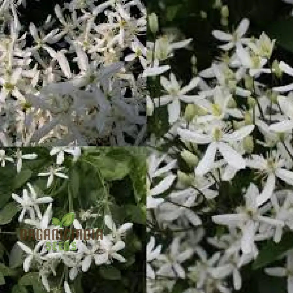 Clematis Mandchurica Seeds Planting 100 Pcs Flower Seeds