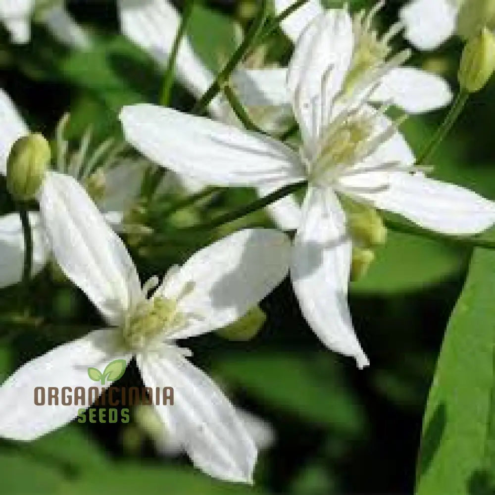 Clematis Mandchurica Seeds Planting 100 Pcs Flower Seeds