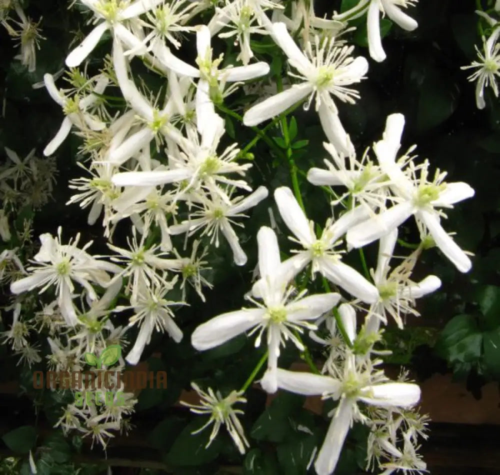 Clematis Mandchurica Seeds Planting 100 Pcs Flower Seeds