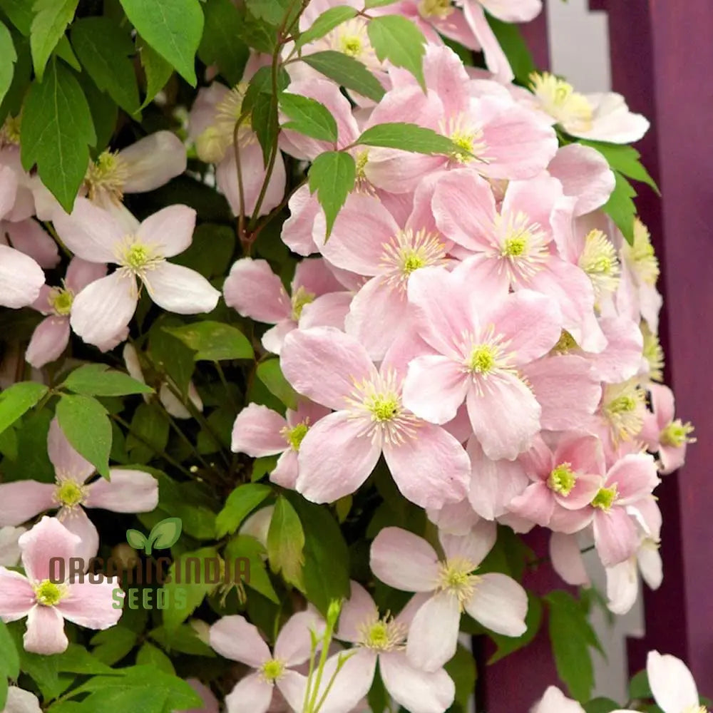 Clematis Montana Perfumed Mixed Flower Seeds For Planting Premium Quality Gardening Seeds