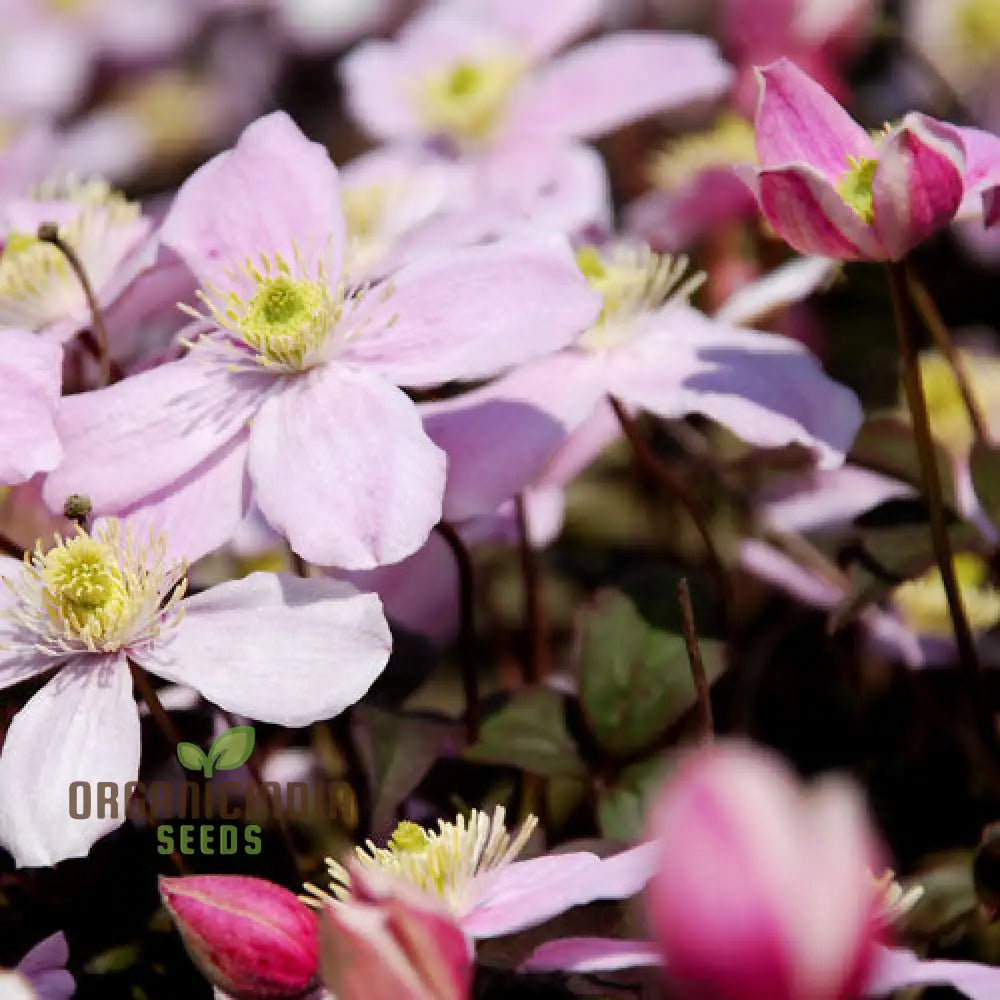 Clematis Montana Perfumed Mixed Flower Seeds For Planting Premium Quality Gardening Seeds