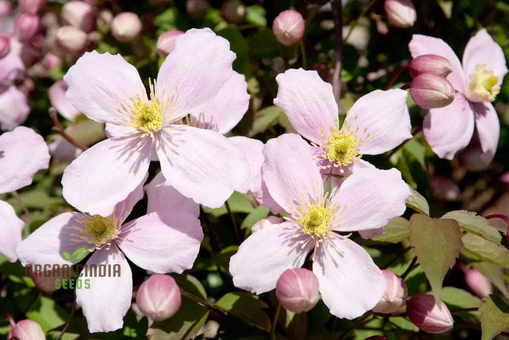 Clematis Montana Perfumed Mixed Flower Seeds For Planting Premium Quality Gardening Seeds