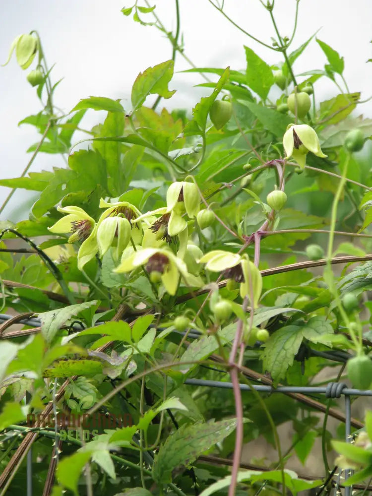 Clematis Serratifolia Flower Seeds For Planting Premium Quality Gardening Seeds