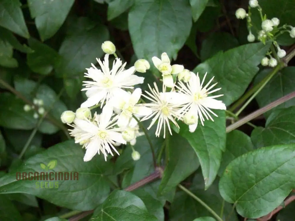 Clematis Vitalba Flower Seeds Premium Quality For Garden With Beautiful Blooms Seeds