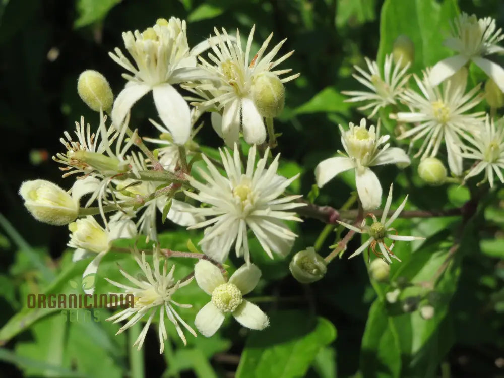 Clematis Vitalba Flower Seeds Premium Quality For Garden With Beautiful Blooms Seeds