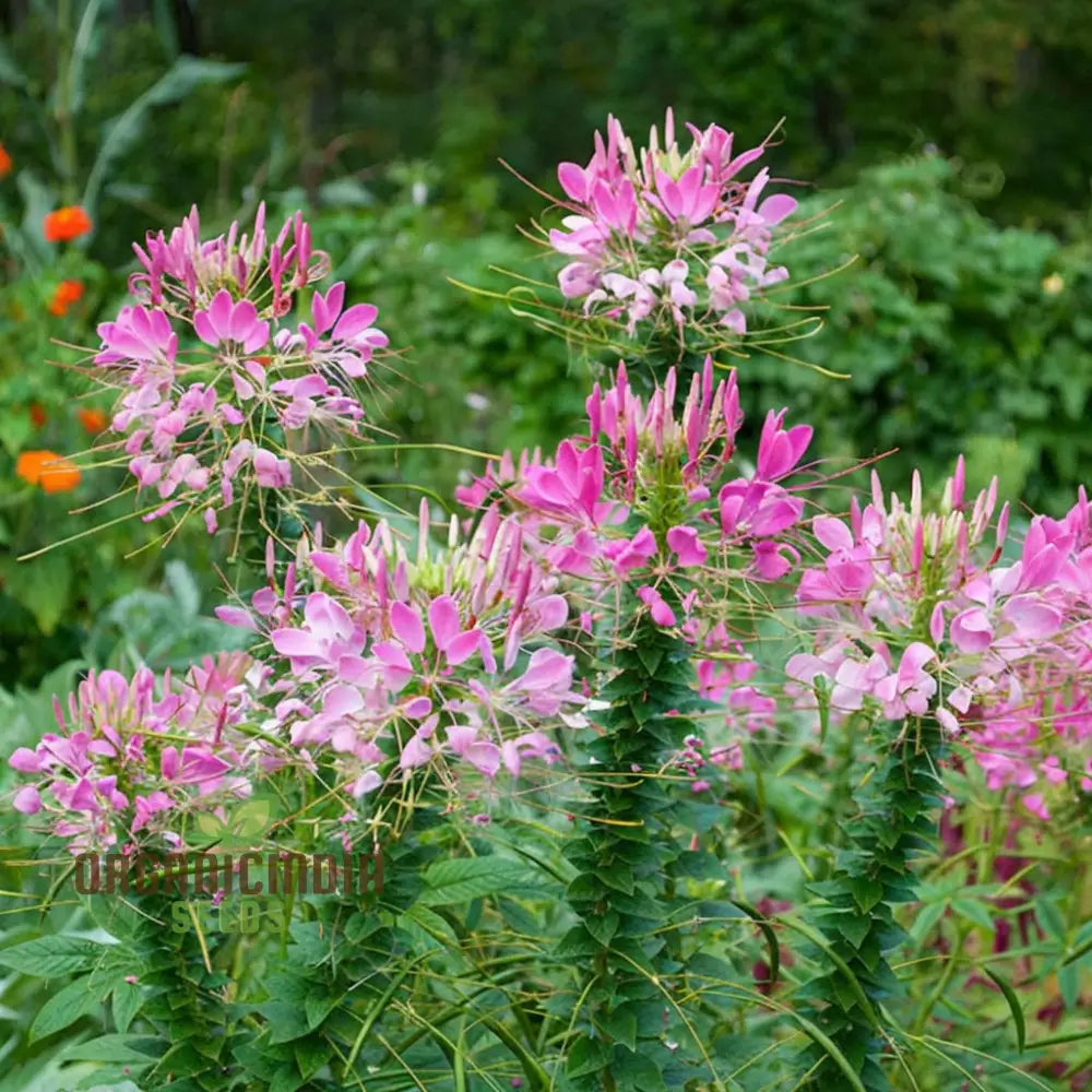 Clemone Beeplant Bladderpod Pink Queen Spider Plant Seeds – Elevate Your Gardening Experience