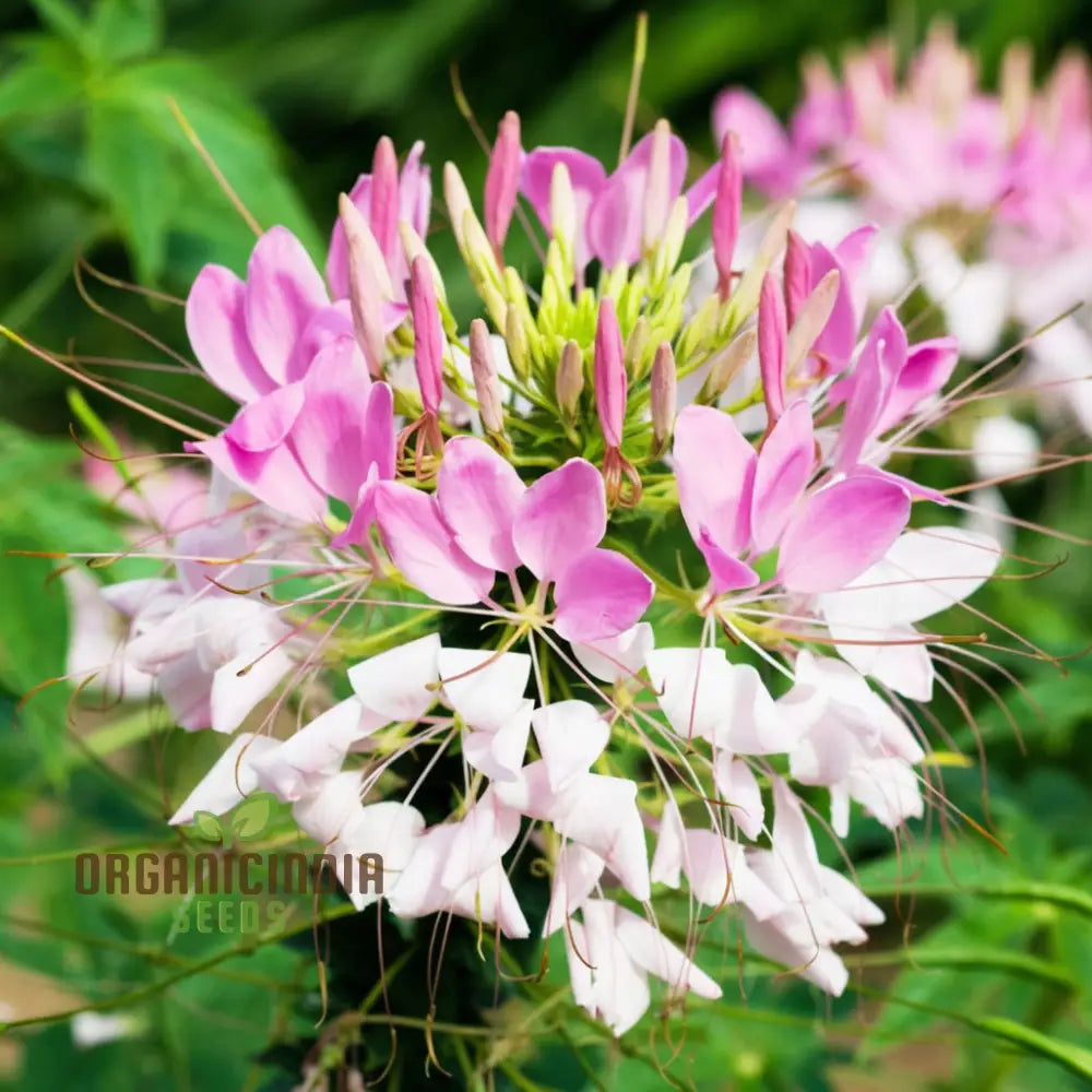 Clemone Beeplant Bladderpod Pink Queen Spider Plant Seeds – Elevate Your Gardening Experience