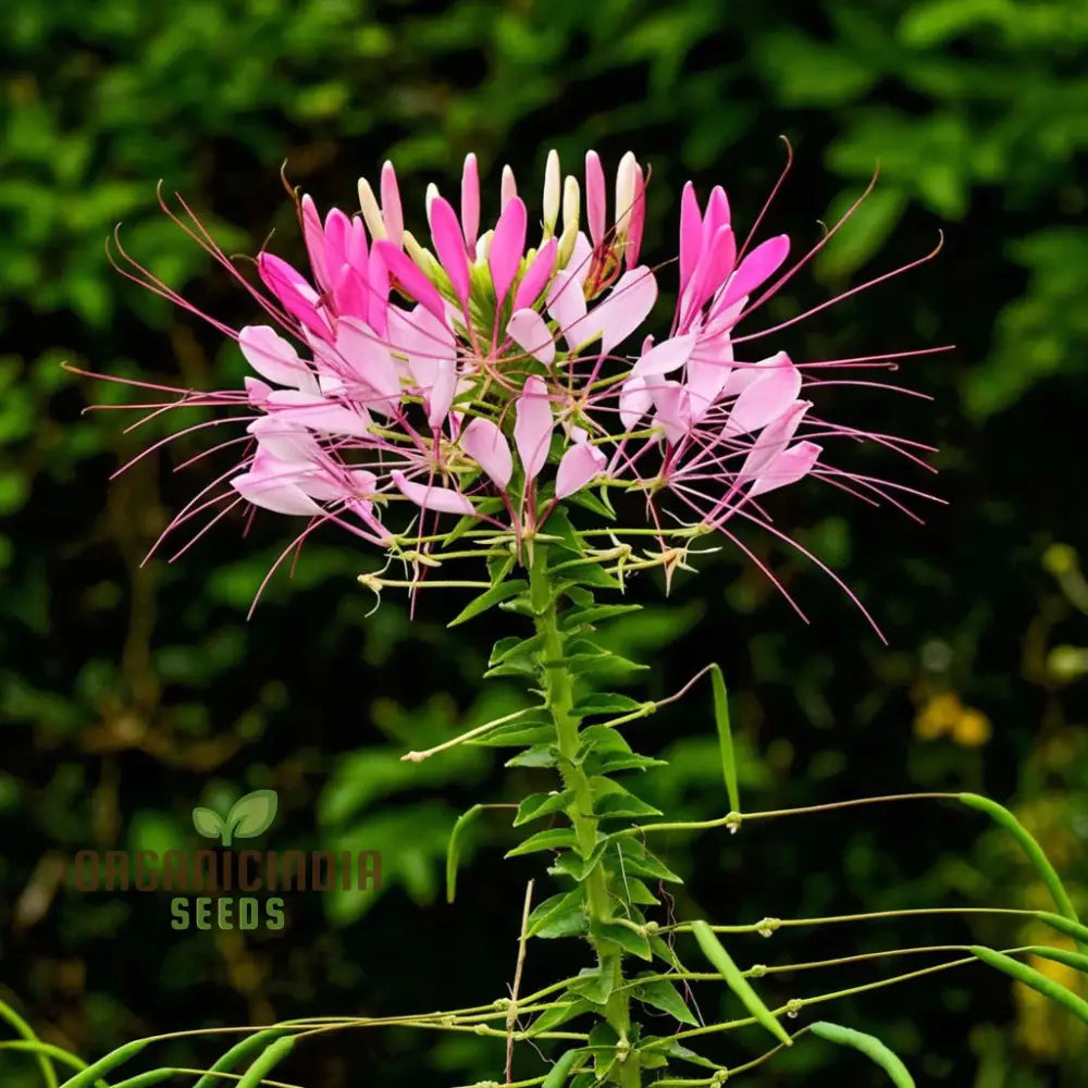 Clemone Beeplant Bladderpod Pink Queen Spider Plant Seeds – Elevate Your Gardening Experience