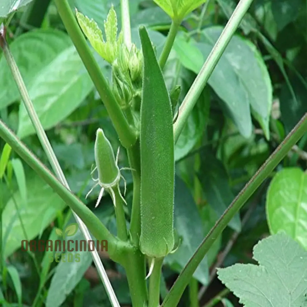 Clemson Spineless Okra Seeds Perfect For Planting And Gardening Enthusiasts To Cultivate Delicious