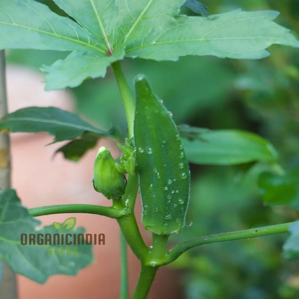 Clemson Spineless Okra Seeds Perfect For Planting And Gardening Enthusiasts To Cultivate Delicious