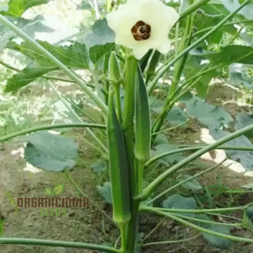 Clemson Spineless Okra Seeds Perfect For Planting And Gardening Enthusiasts To Cultivate Delicious