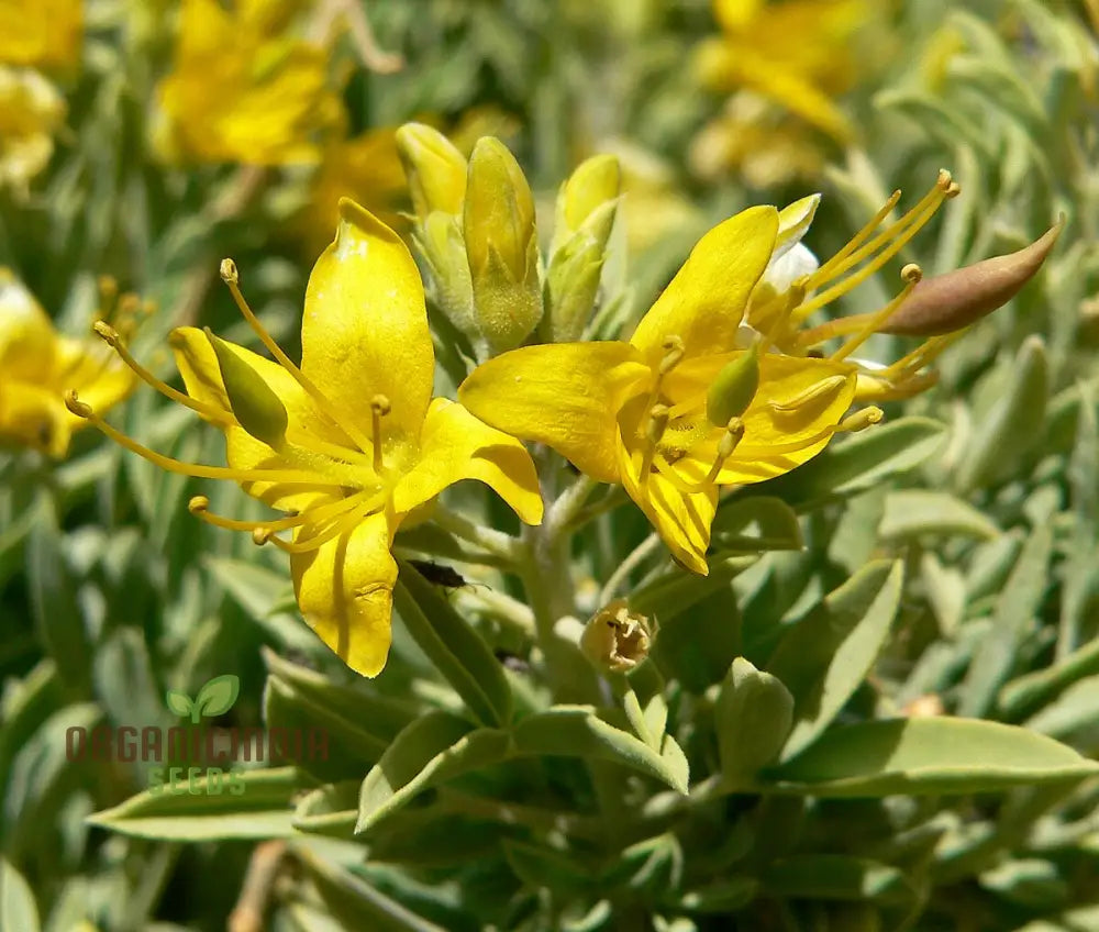 Cleome Arborea Flower Seeds For Planting Premium Quality Garden Seeds