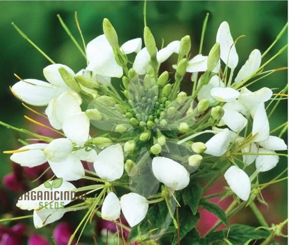 Cleome/Spider Flower White Seeds For Planting Growing Guide Beautiful Blooms