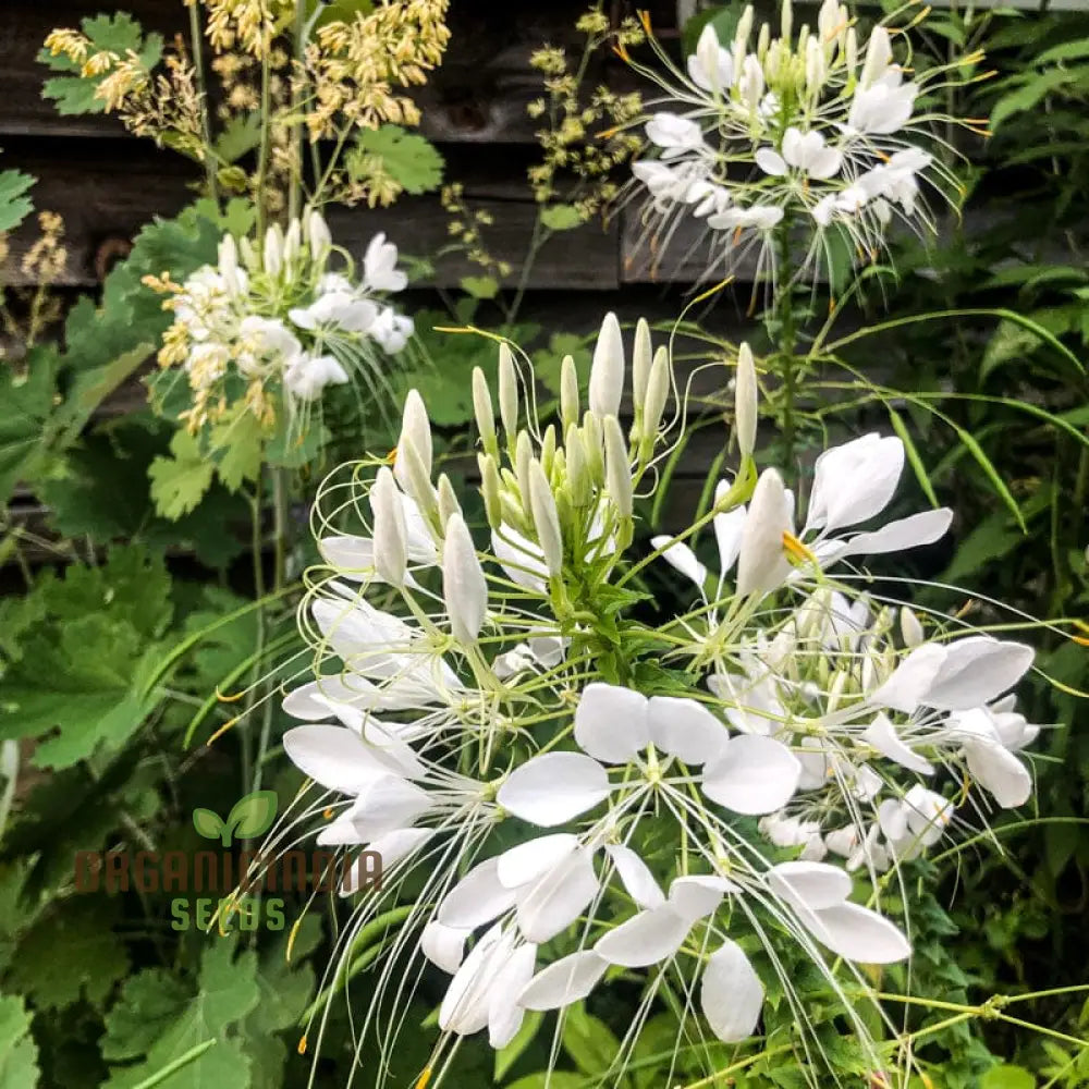 Cleome/Spider Flower White Seeds For Planting Growing Guide Beautiful Blooms