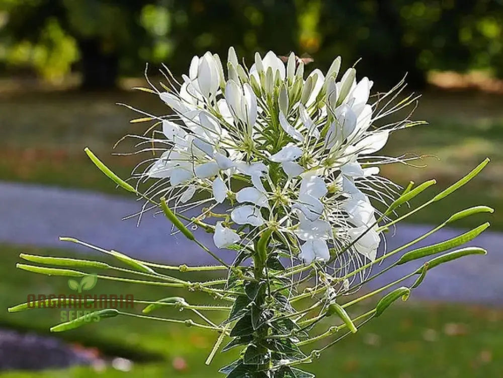 Cleome/Spider Flower White Seeds For Planting Growing Guide Beautiful Blooms