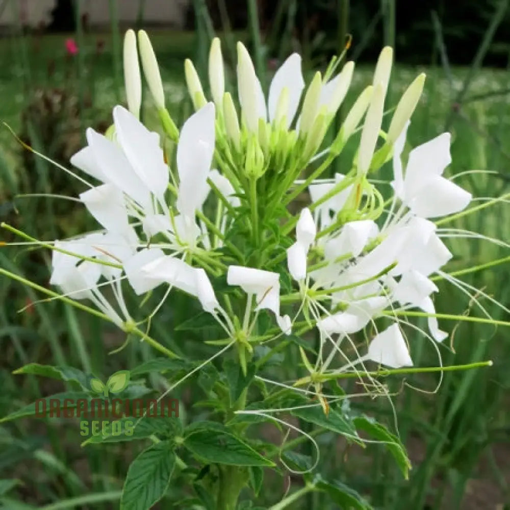 Cleome/Spider Flower White Seeds For Planting Growing Guide Beautiful Blooms