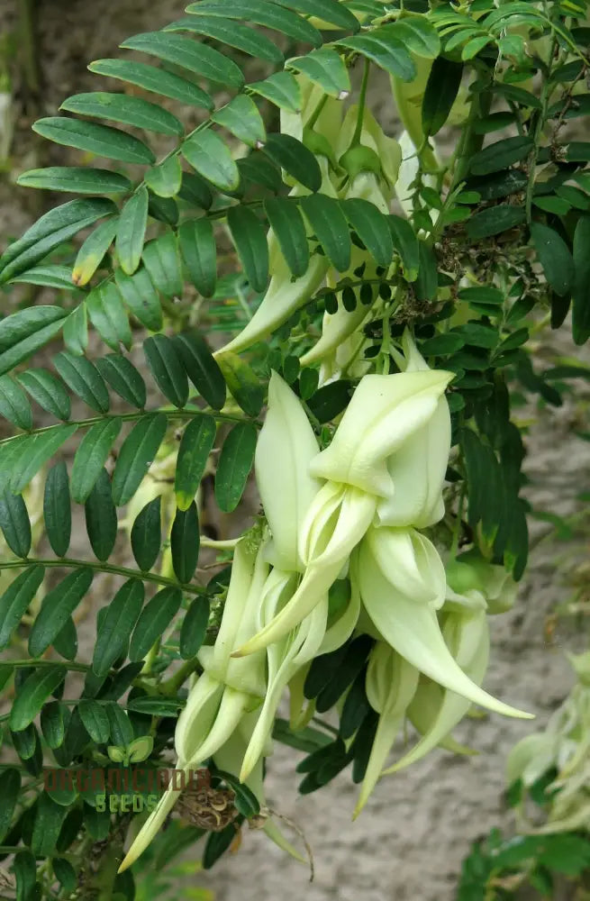 Clianthus Puniceus â€™Albusâ€™ Seeds For Planting Premium Quality Gardening Plant