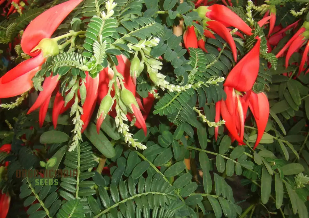 Clianthus Puniceus â€™Pink Flamingoâ€™ Seeds For Planting Premium Quality Gardening Plant