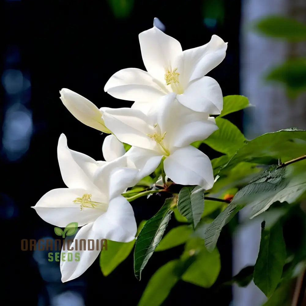 Climbing Beautiful White Mogra Live Flower Seeds Fragrant And Elegant Blooms For Vertical Gardens