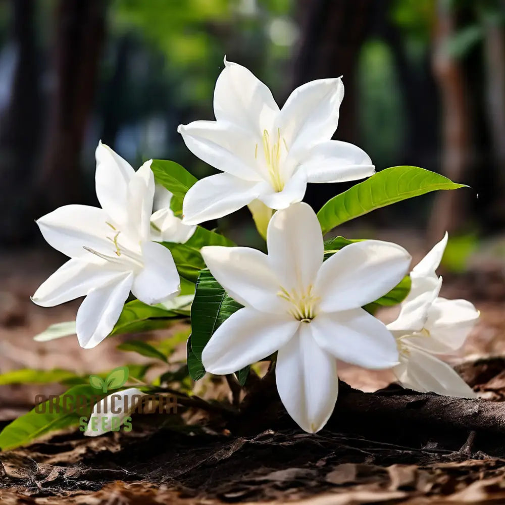 Climbing Beautiful White Mogra Live Flower Seeds Fragrant And Elegant Blooms For Vertical Gardens