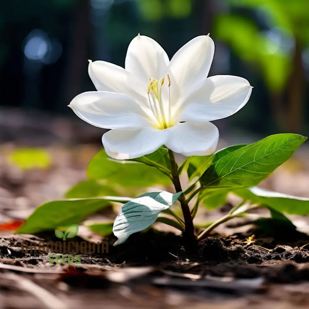 Climbing Beautiful White Mogra Live Flower Seeds Fragrant And Elegant Blooms For Vertical Gardens