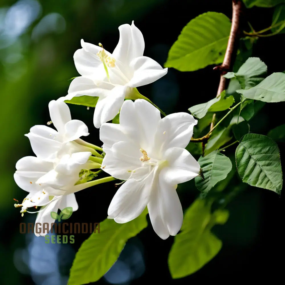 Climbing Beautiful White Mogra Live Flower Seeds Fragrant And Elegant Blooms For Vertical Gardens