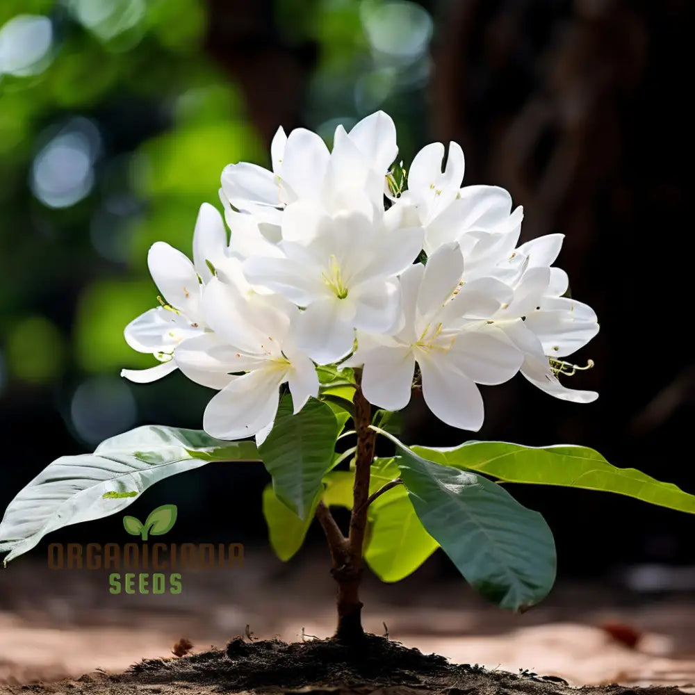 Climbing Beautiful White Mogra Live Flower Seeds Fragrant And Elegant Blooms For Vertical Gardens