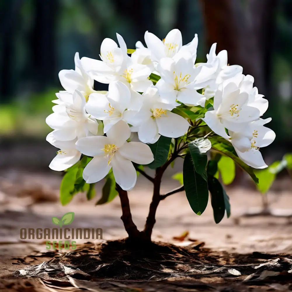 Climbing Beautiful White Mogra Live Flower Seeds Fragrant And Elegant Blooms For Vertical Gardens