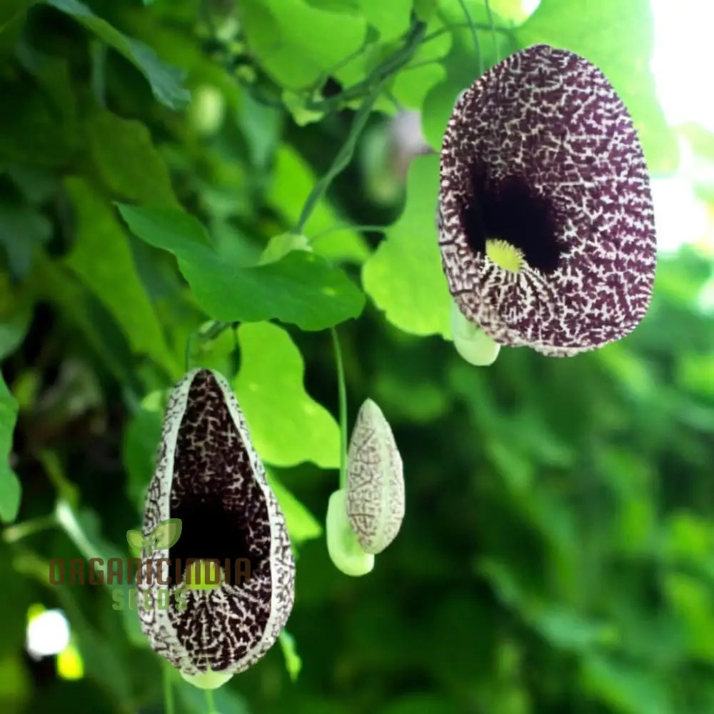 Climbing Dutchmanâ€™s Pipe Flower Seeds - Perfect For Vertical Gardening Beautiful And Unique