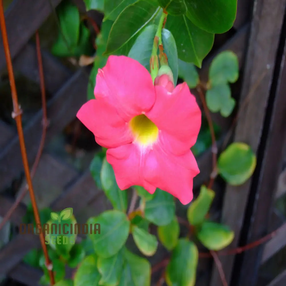 Climbing Mandevilla Sanderi Flower Seeds - Cultivate Elegant Blooms For Your Garden Premium