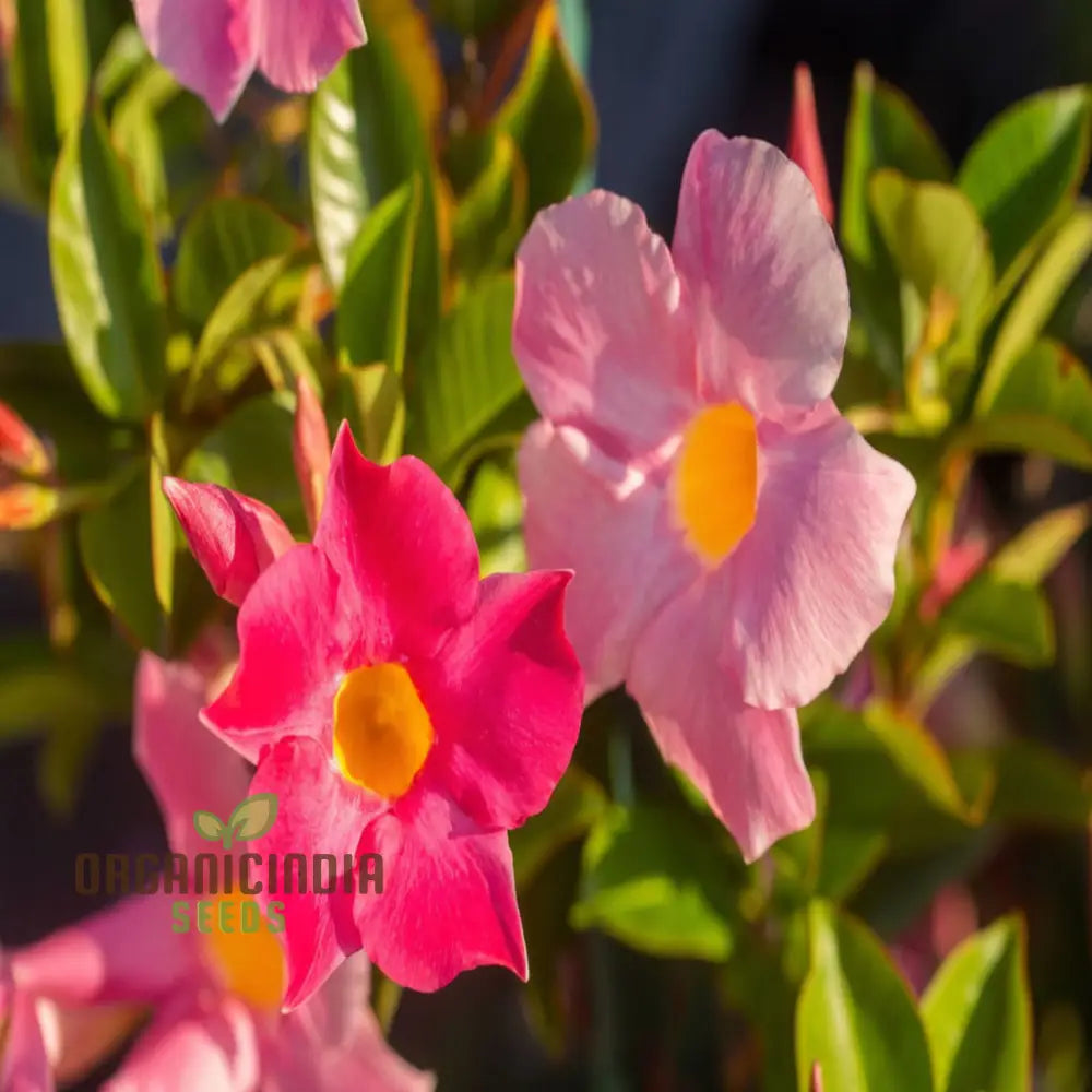 Climbing Mandevilla Sanderi Flower Seeds - Cultivate Elegant Blooms For Your Garden Premium