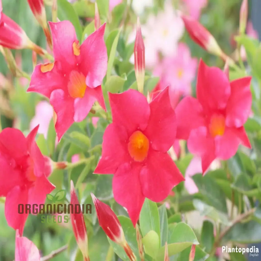 Climbing Mandevilla Sanderi Flower Seeds - Cultivate Elegant Blooms For Your Garden Premium