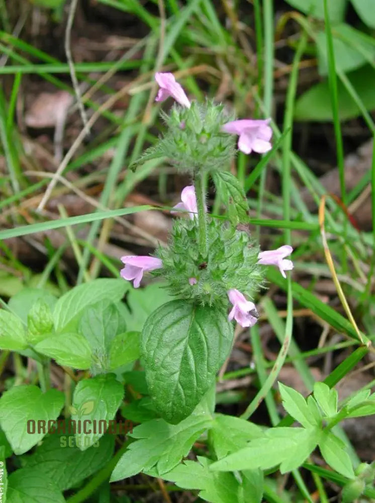 Clinopodium Vulgare Flower Seeds For Planting Premium Quality Gardening Seeds