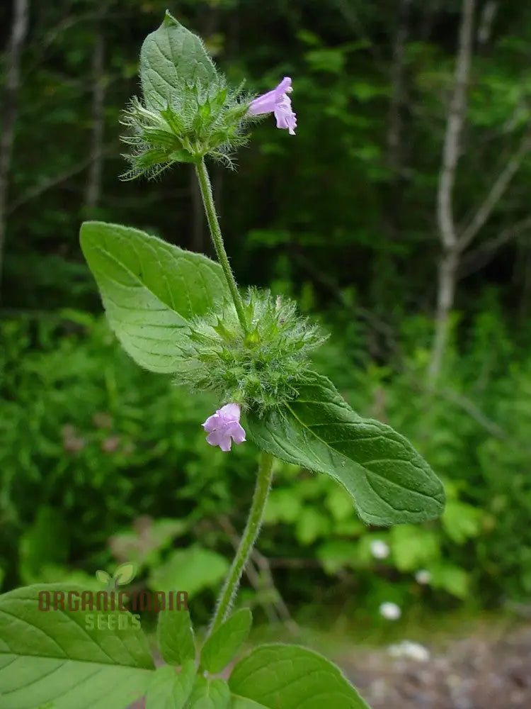 Clinopodium Vulgare Flower Seeds For Planting Premium Quality Gardening Seeds