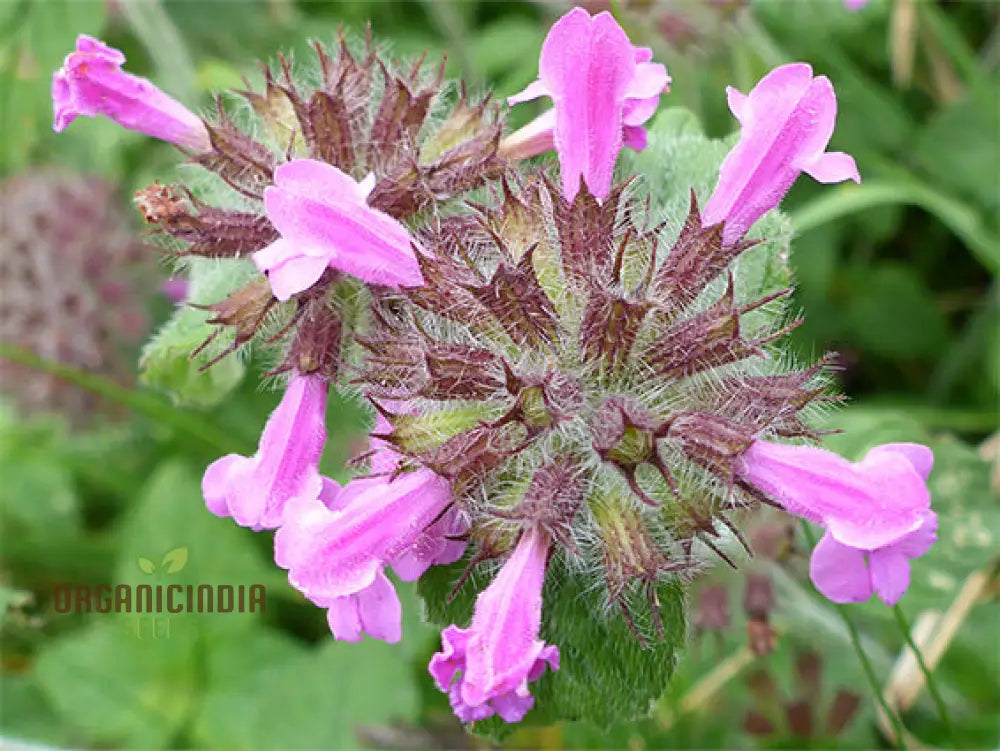 Clinopodium Vulgare Flower Seeds For Planting Premium Quality Gardening Seeds