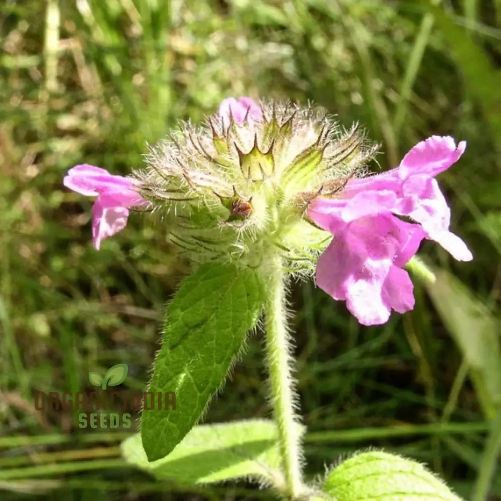 Clinopodium Vulgare Flower Seeds For Planting Premium Quality Gardening Seeds