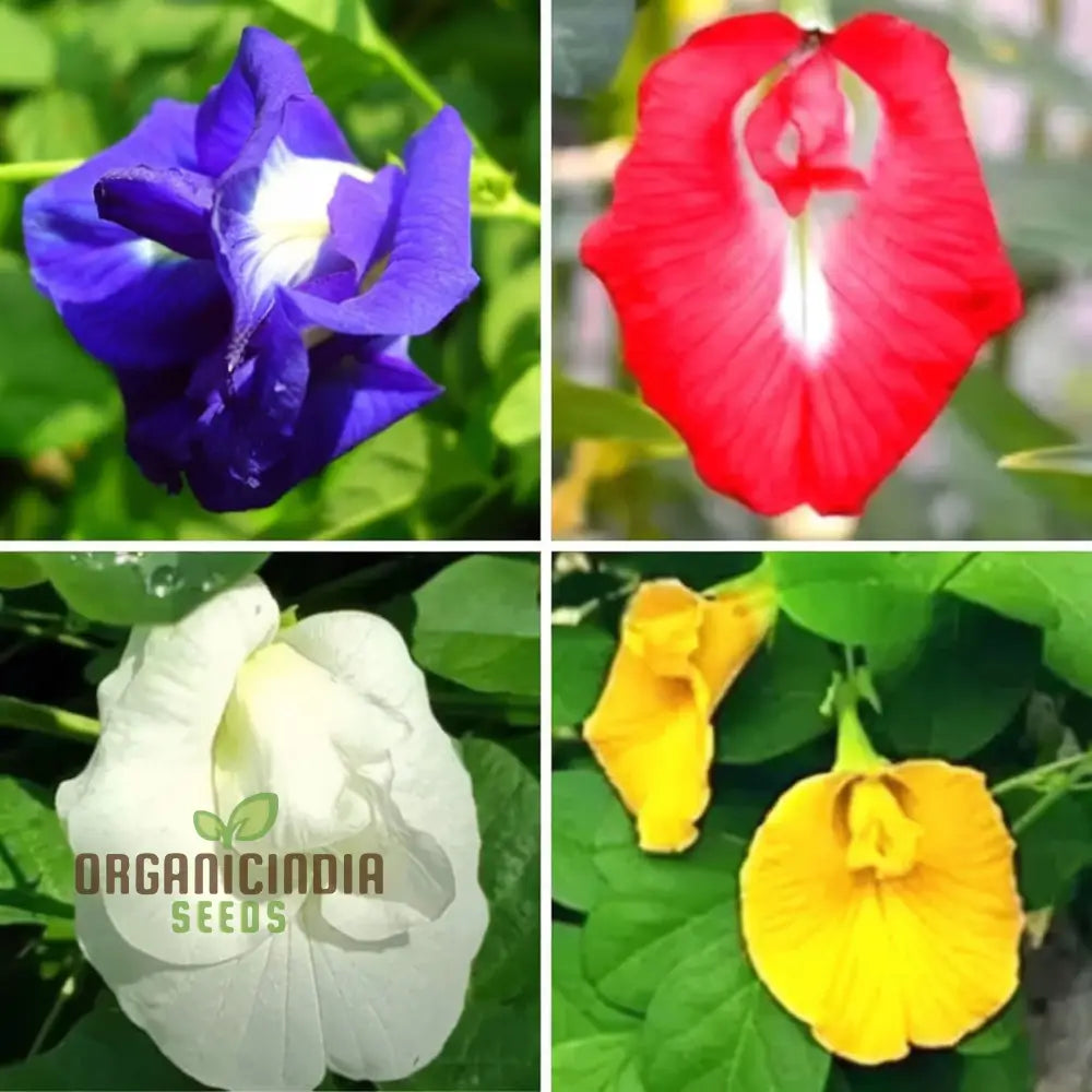 Clitoria Ternatea Aparajita (Mixed Color Hybrid) Seeds - Grow Your Own Stunning And Unique Flowers