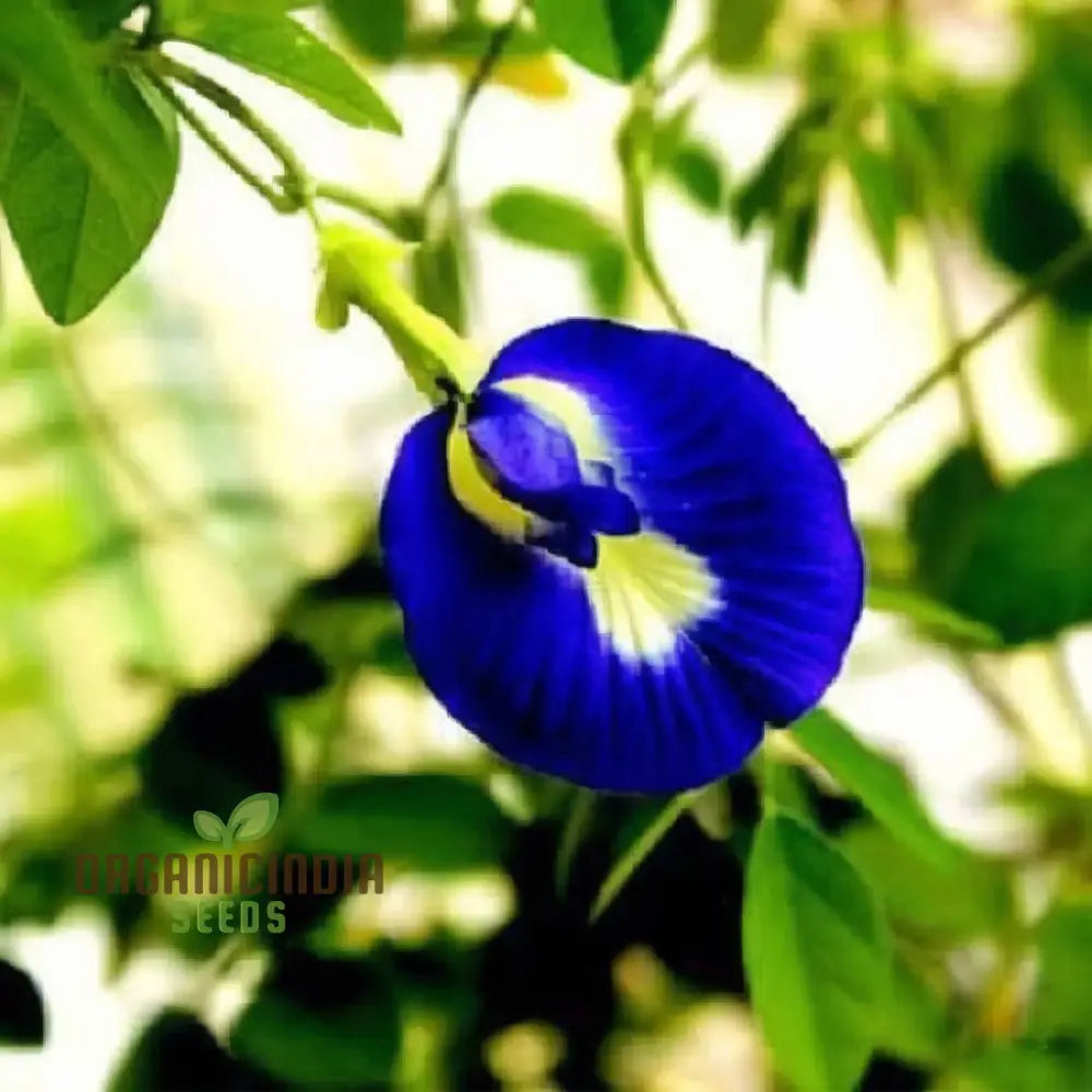 Clitoria Ternatea Aparajita (Mixed Color Hybrid) Seeds - Grow Your Own Stunning And Unique Flowers